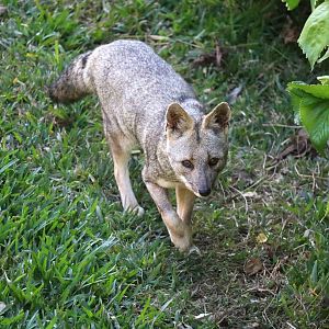 Sechuran fox, May 2016