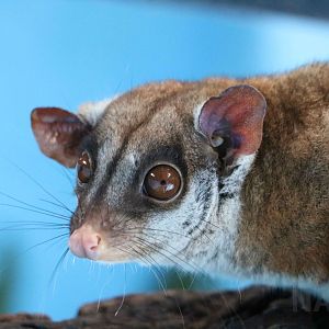 Brown-eared woolly opossum, May 2016