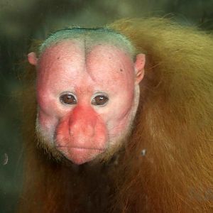 Bald uakari, May 2016
