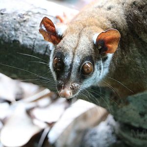 Brown-eared woolly opossum, May 2016