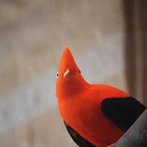 Peruvian cock-of-the-rock, May 2016