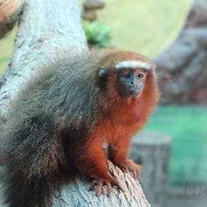 White-tailed titi, May 2016