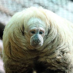 White saki, May 2016