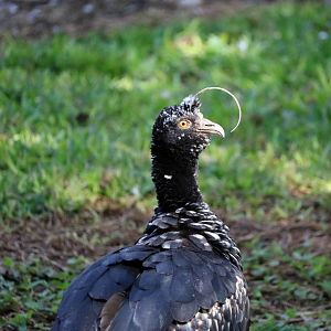 Horned screamer, May 2016