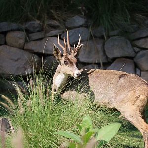 North Andean huemul, May 2016