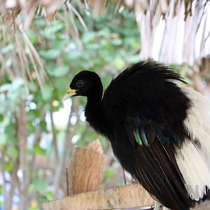 White-winged trumpeter, May 2016