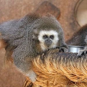 Rio Mayo titi, May 2016