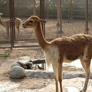 Peruvian vicuna, May 2016