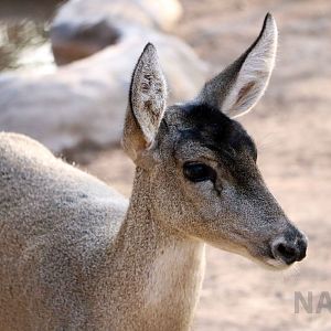 North Andean huemul, May 2016