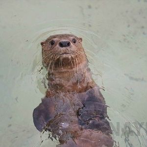 Marine otter, May 2016