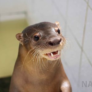Neotropical river otter, May 2016