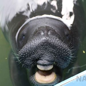 Amazonian manatee, May 2016