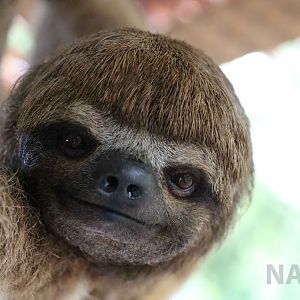 Brown-throated three-toed sloth, May 2016