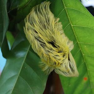 Megalopygid caterpillar, May 2016