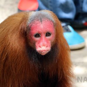 Bald uakari, May 2016