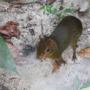 Green acouchi, May 2016