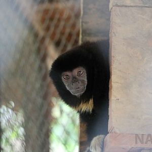Black titi, May 2016