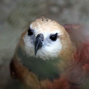 Black-collared hawk, May 2016