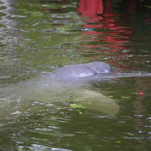 Amazon river dolphin, May 2016