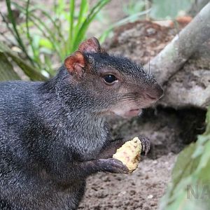 Black agouti, May 2016