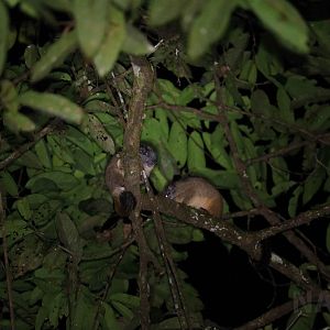 Yellow-crowned brush-tailed rats, Peruvian Amazon, May 2016