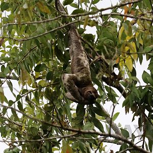 Brown-throated three-toed sloth, Peruvian Amazon, May 2016