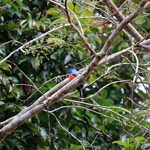Blue-crowned trogon, Peruvian Amazon, May 2016