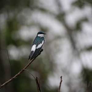 White-winged swallow, Peruvian Amazon, May 2016