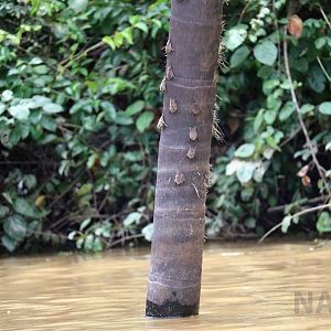 Long-nosed bats, Peruvian Amazon, May 2016