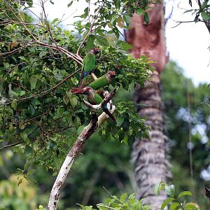 Garlepp's parakeets, Peruvian Amazon, May 2016