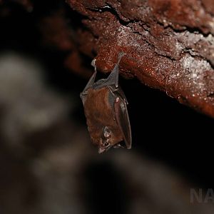Chestnut sac-winged bat, Peruvian Amazon, May 2016