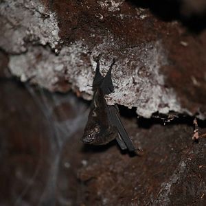 Greater sac-winged bat, Peruvian Amazon, May 2016