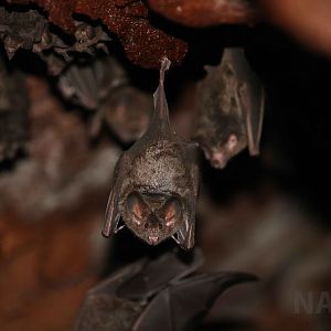 Fringe-lipped bat, Peruvian Amazon, May 2016