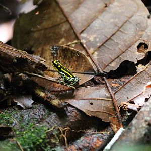 Ranitomeya flavovittata, Peruvian Amazon, May 2016