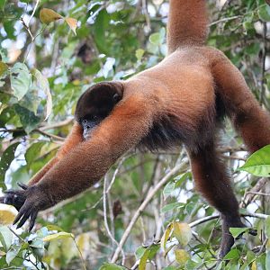 Silvery woolly monkey, Peruvian Amazon, May 2016