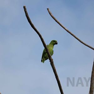 Short-tailed parrot, Peruvian Amazon, May 2016