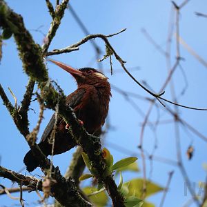 White-eared jacamar, Peruvian Amazon, May 2016