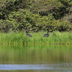 Horned screamers, Peruvian Amazon, May 2016