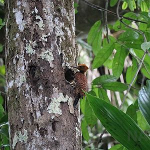 Scaly-breasted woodpecker, Peruvian Amazon, May 2016