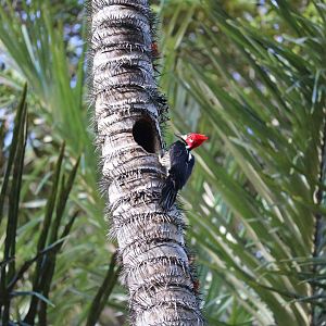Crimson-crested woodpecker, Peruvian Amazon, May 2016