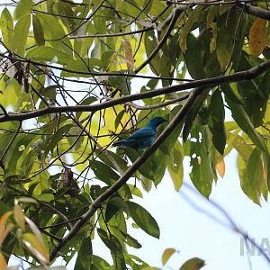 Plum-throated cotinga, Peruvian Amazon, May 2016