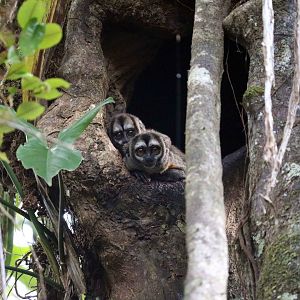 Nancy Ma's night monkey, Peruvian Amazon, May 2016