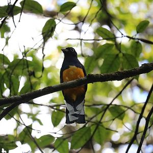 Violaceous trogon, Peruvian Amazon, May 2016