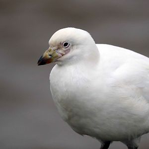 Snowy sheathbill (vagrant), Buenos Aires, April 2016