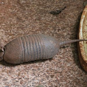 Southern long-nosed armadillo, April 2016