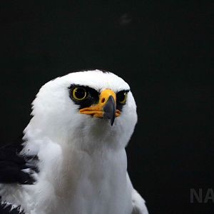 Black-and-white hawk-eagle, April 2016