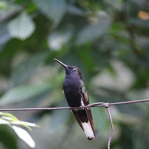 Black jacobin, April 2016