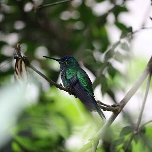Violet-capped woodnymph, April 2016