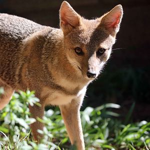 Hoary fox, April 2016