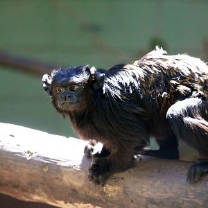Black tamarin, April 2016